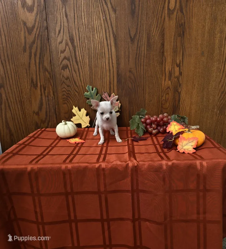 Autumn – Chihuahua puppy for sale in Rochester, IN