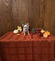 Autumn, a female Chihuahua for sale in Rochester, IN – 1 of 1