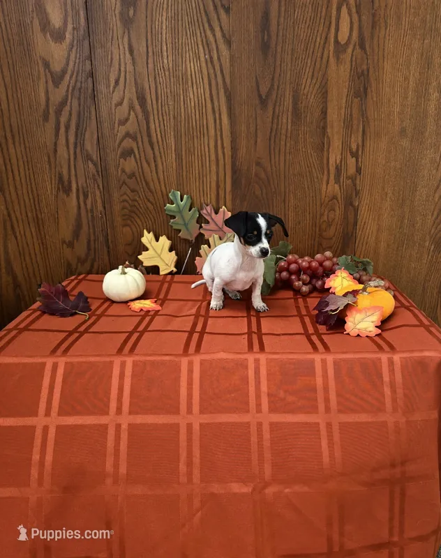 Peanut – Chiweenie puppy for sale in Rochester, IN
