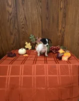 Peanut, a male Chiweenie for sale in Rochester, IN – 1 of 1