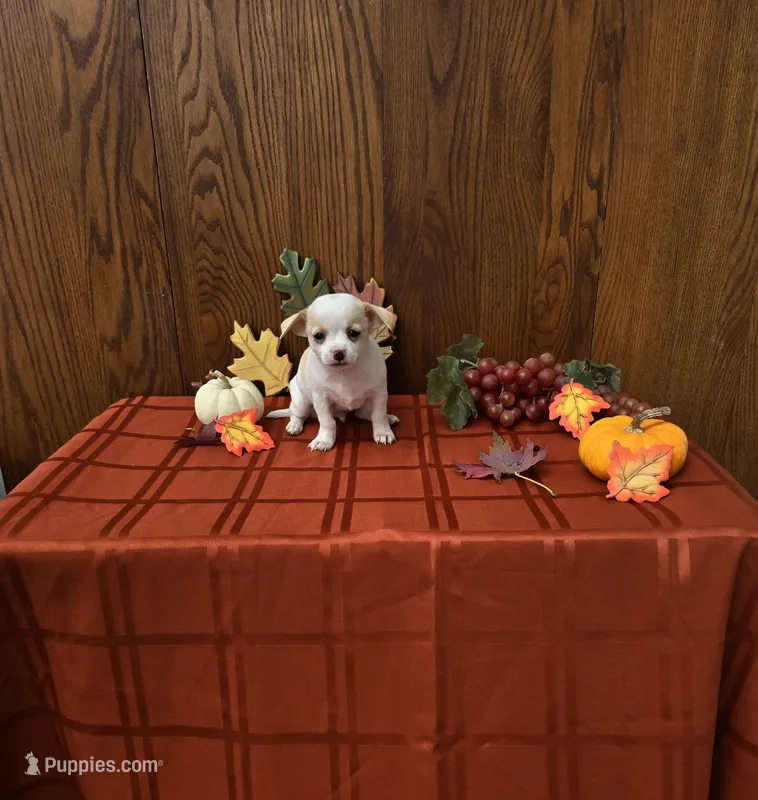 Archie – Chihuahua puppy for sale in Rochester, IN