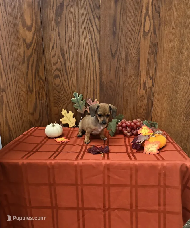 Pearl – Chiweenie puppy for sale in Rochester, IN