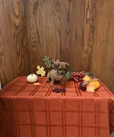 Pearl, a female Chiweenie for sale in Rochester, IN – 1 of 1