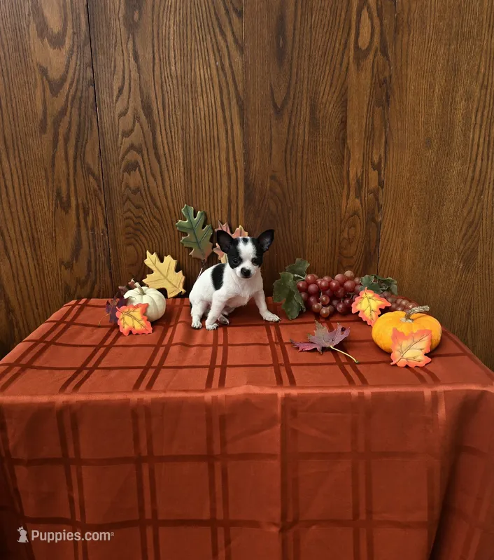 Checkers – Chihuahua puppy for sale in Rochester, IN