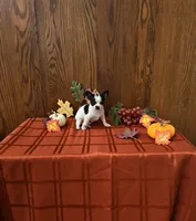 Checkers, a male Chihuahua for sale in Rochester, IN – 1 of 1