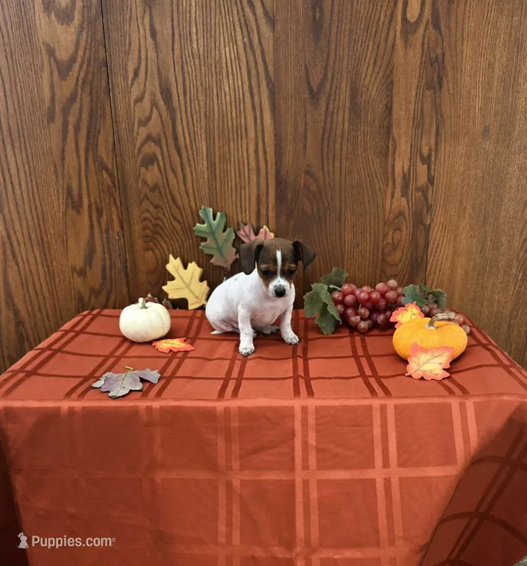 Posy – Chiweenie puppy for sale in Rochester, IN