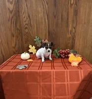 Posy, a female Chiweenie for sale in Rochester, IN – 1 of 1