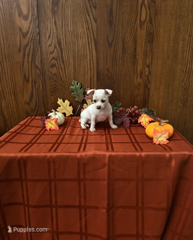 Sailor – Chihuahua puppy for sale in Rochester, IN