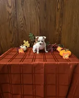 Sailor, a male Chihuahua for sale in Rochester, IN – 1 of 1