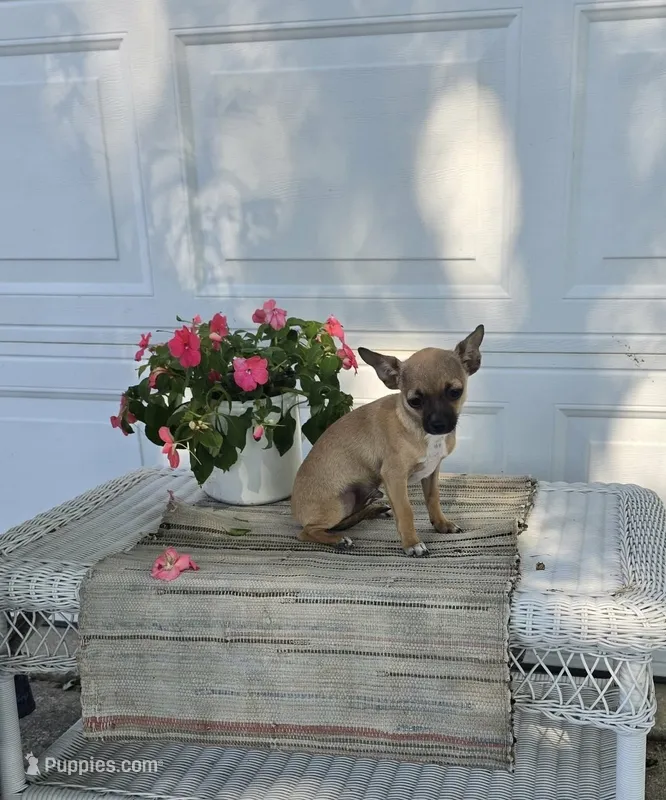 Caleb  – Chihuahua puppy for sale in Rochester, IN