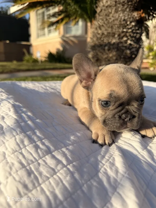 Lilly – French Bulldog puppy for sale in Encino, CA