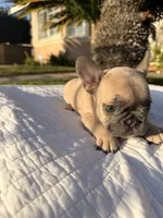 Lilly, a female French Bulldog for sale in Thousand Oaks, CA – 3 of 5