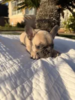 Lilly, a female French Bulldog for sale in Encino, CA – 4 of 4