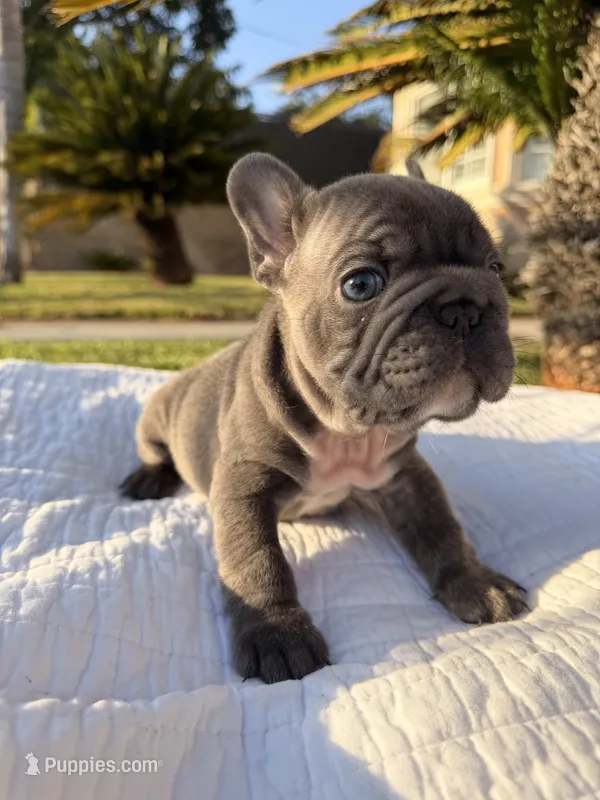 Tiny Tim – French Bulldog puppy for sale in Thousand Oaks, CA