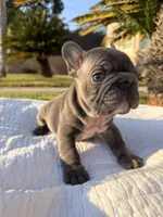 Tiny Tim, a male French Bulldog for sale in Thousand Oaks, CA – 1 of 3