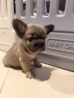 Princess Fluffy, a female French Bulldog for sale in Encino, CA – 3 of 4