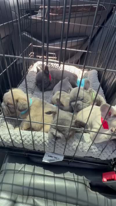 Tiny Tim, a male French Bulldog for sale in Thousand Oaks, CA – 3 of 3