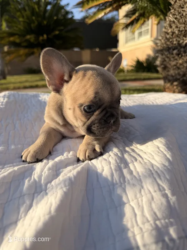 Lilly – French Bulldog puppy for sale in Thousand Oaks, CA