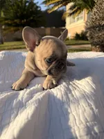 Lilly, a female French Bulldog for sale in Thousand Oaks, CA – 1 of 5
