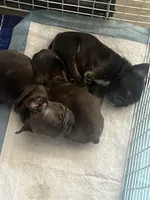 Blackie, a female French Bulldog for sale in Thousand Oaks, CA – 5 of 5