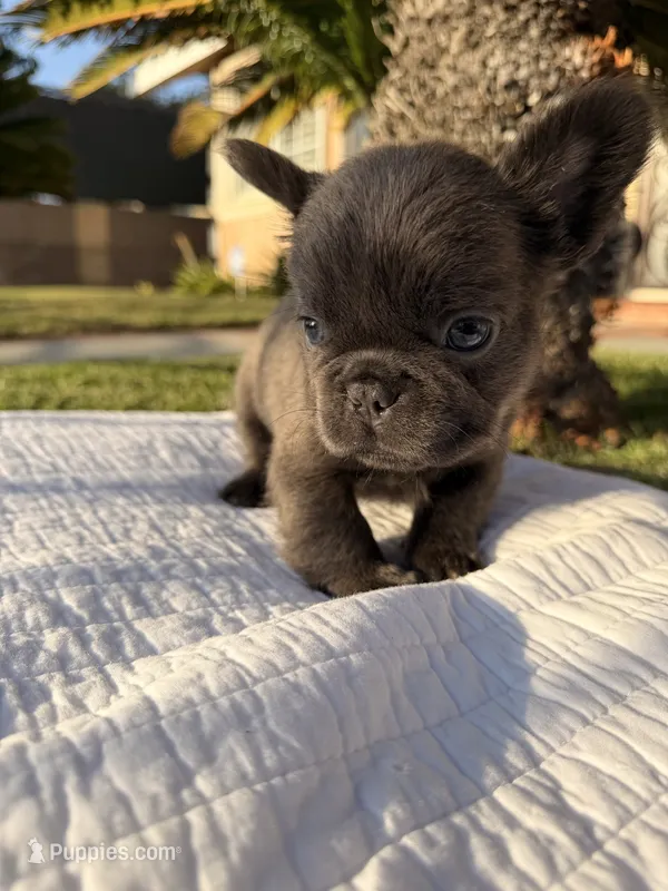 Blackie – French Bulldog puppy for sale in Thousand Oaks, CA