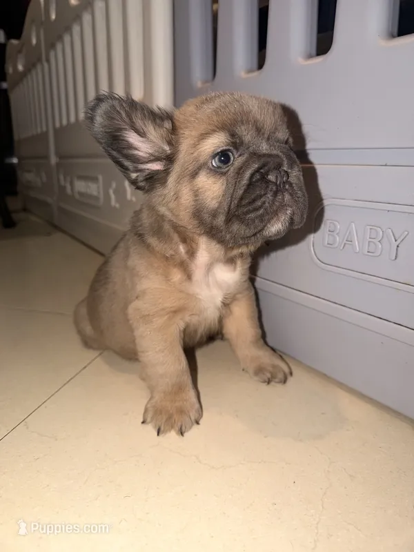 Princess Fluffy – French Bulldog puppy for sale in Encino, CA