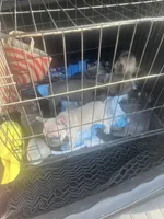 Lilly, a female French Bulldog for sale in Encino, CA – 3 of 4