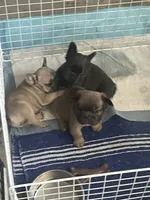 Blackie, a female French Bulldog for sale in Thousand Oaks, CA – 3 of 5