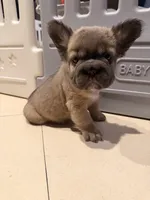 Princess Fluffy, a female French Bulldog for sale in Encino, CA – 2 of 4