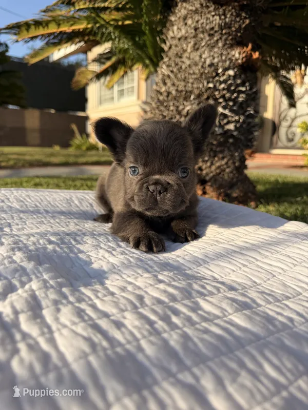 Blackie Fluffy – French Bulldog puppy for sale in Encino, CA