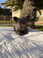 Blackie, a female French Bulldog for sale in Thousand Oaks, CA – 4 of 5