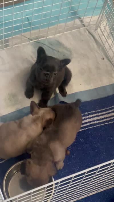 Lilly, a female French Bulldog for sale in Thousand Oaks, CA – 5 of 5