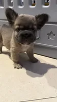 Princess Fluffy, a female French Bulldog for sale in Encino, CA – 4 of 4