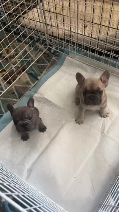 Lilly, a female French Bulldog for sale in Thousand Oaks, CA – 4 of 5