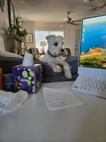 Matthew, a male Miniature Schnauzer for sale in Early, TX – 4 of 4