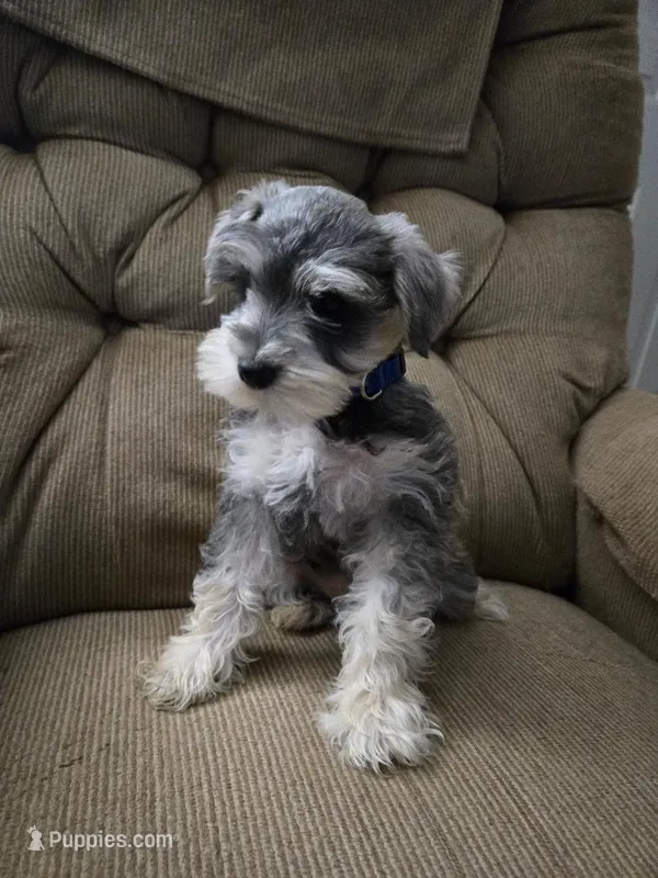BeeBee – Miniature Schnauzer puppy for sale in Early, TX