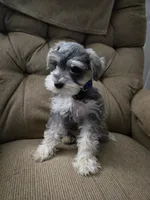 BeeBee, a female Miniature Schnauzer for sale in Early, TX – 1 of 2