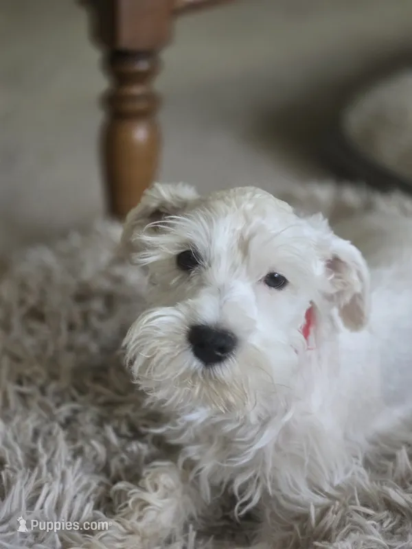Tee – Miniature Schnauzer puppy for sale in Early, TX