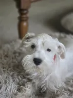 Tee, a male Miniature Schnauzer for sale in Early, TX – 1 of 1