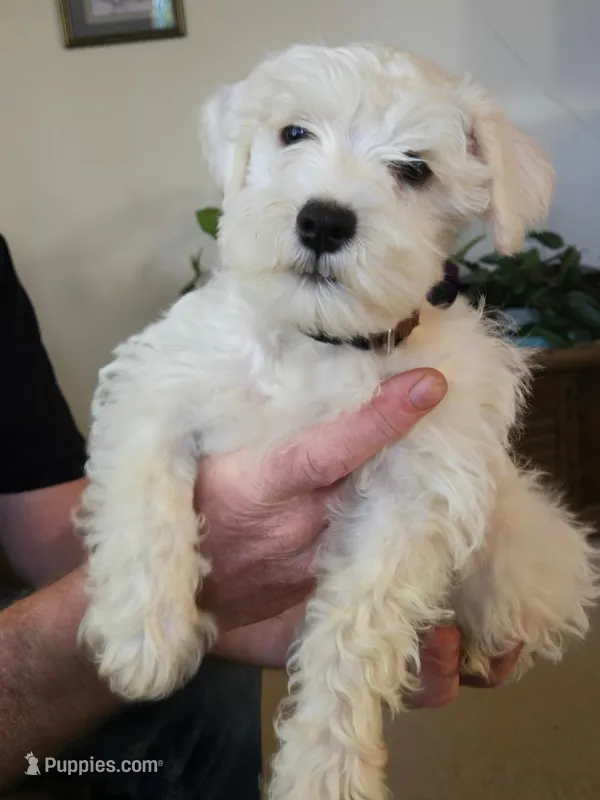 Brownie – Miniature Schnauzer puppy for sale in Early, TX