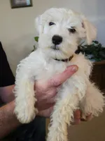Brownie, a male Miniature Schnauzer for sale in Early, TX – 1 of 1
