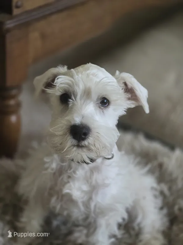 Brownie – Miniature Schnauzer puppy for sale in Early, TX