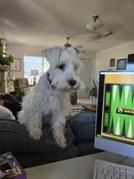 Matthew, a male Miniature Schnauzer for sale in Early, TX – 2 of 4