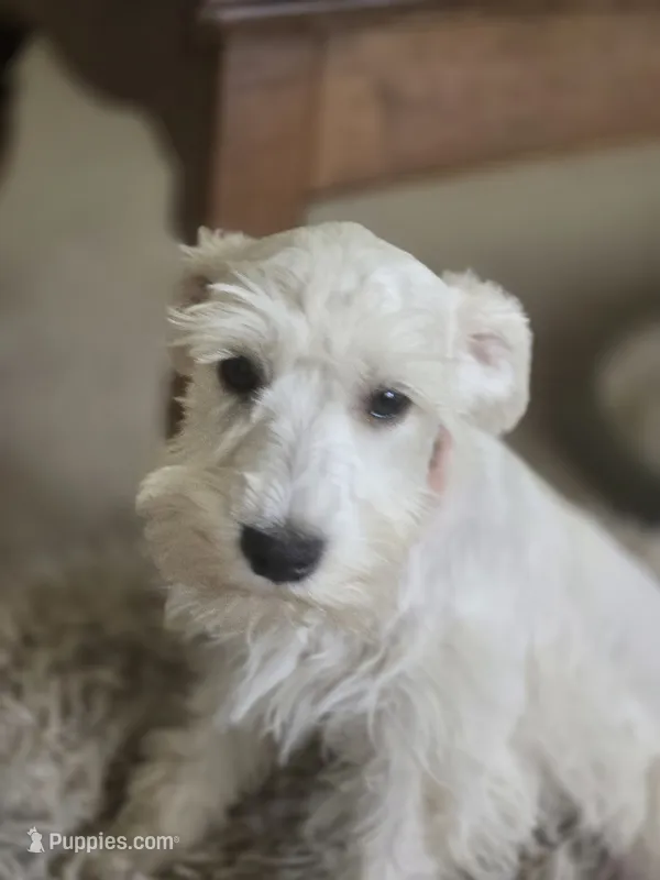 Pinkie – Miniature Schnauzer puppy for sale in Early, TX
