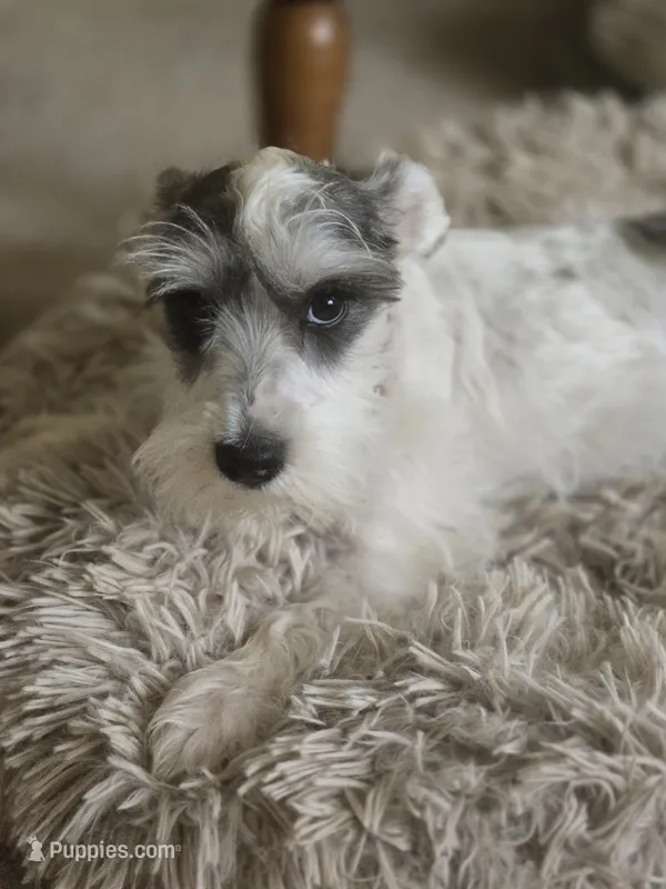 Ella – Miniature Schnauzer puppy for sale in Early, TX