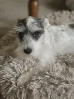 Ella, a female Miniature Schnauzer for sale in Early, TX – 1 of 1