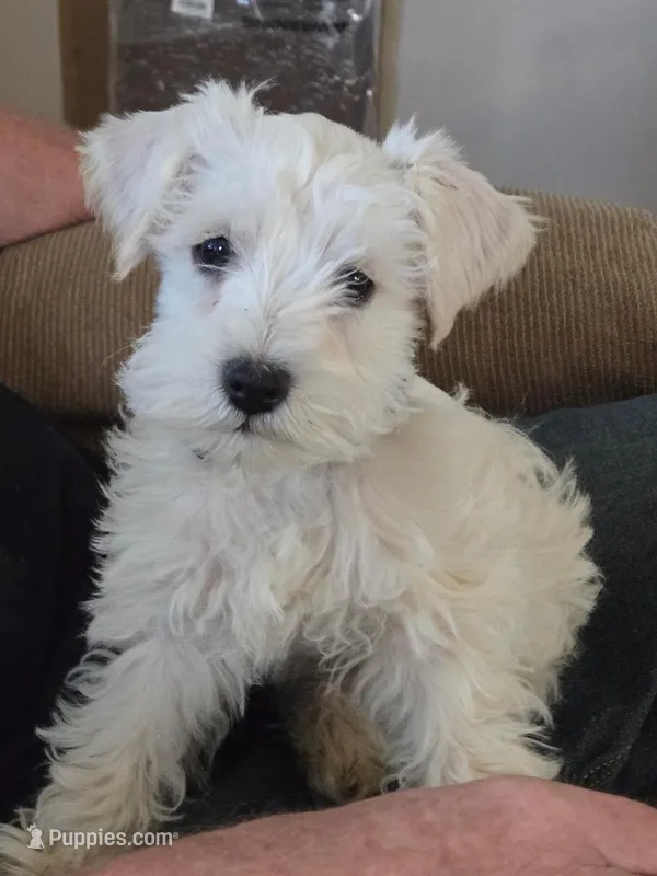 Matthew – Miniature Schnauzer puppy for sale in Early, TX