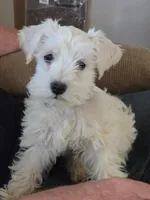 Matthew, a male Miniature Schnauzer for sale in Early, TX – 1 of 1