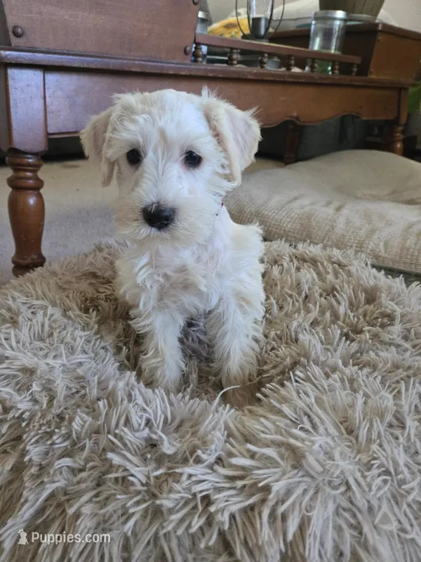 Pinkie – Miniature Schnauzer puppy for sale in Early, TX