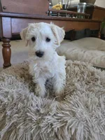Pinkie, a female Miniature Schnauzer for sale in Early, TX – 1 of 1